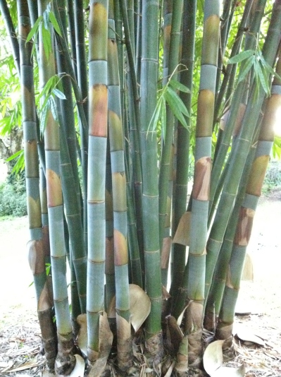 Latiflorus Bamboo March 2012